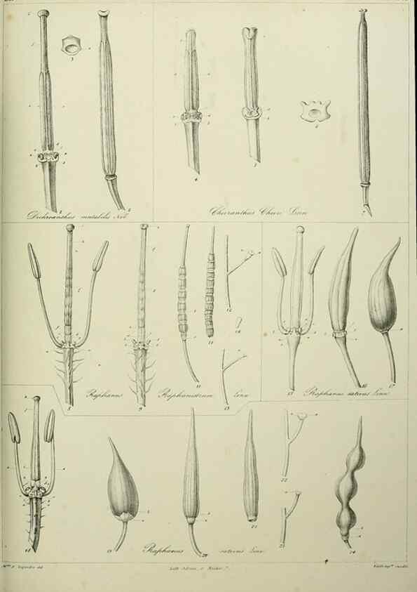 Reproducción/Reproduction 7408893478: Phytographia canariensis /. Paris :Béthune,1836-1850.