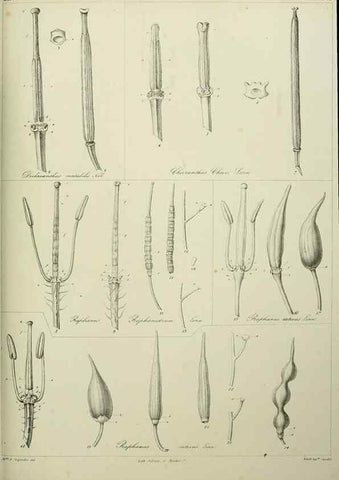 Reproducción/Reproduction 7408893478: Phytographia canariensis /. Paris :Béthune,1836-1850.