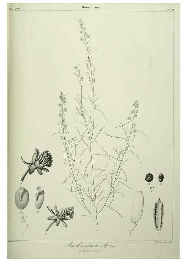 Reproducción/Reproduction 7408896842: Phytographia canariensis /. Paris :Béthune,1836-1850.
