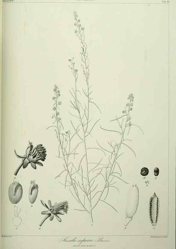 Reproducción/Reproduction 7408896842: Phytographia canariensis /. Paris :Béthune,1836-1850.
