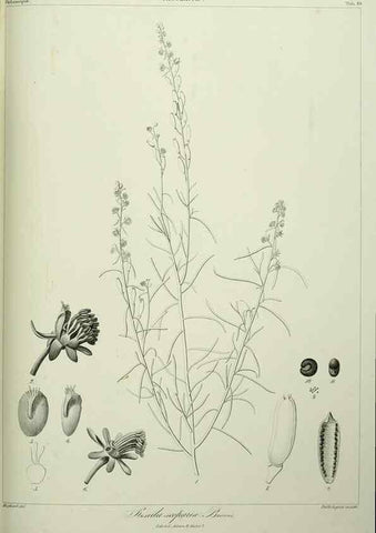 Reproducción/Reproduction 7408896842: Phytographia canariensis /. Paris :Béthune,1836-1850.