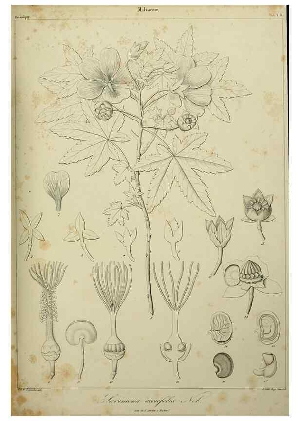 Reproducción/Reproduction 7408880336: Phytographia canariensis /. Paris :Béthune,1836-1850.