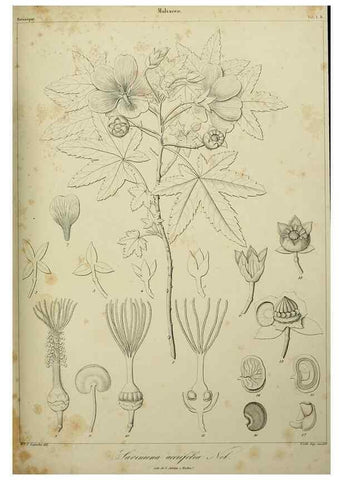 Reproducción/Reproduction 7408880336: Phytographia canariensis /. Paris :Béthune,1836-1850.