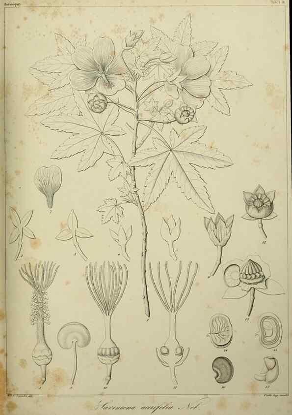 Reproducción/Reproduction 7408880336: Phytographia canariensis /. Paris :Béthune,1836-1850.