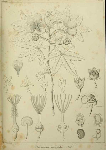 Reproducción/Reproduction 7408880336: Phytographia canariensis /. Paris :Béthune,1836-1850.