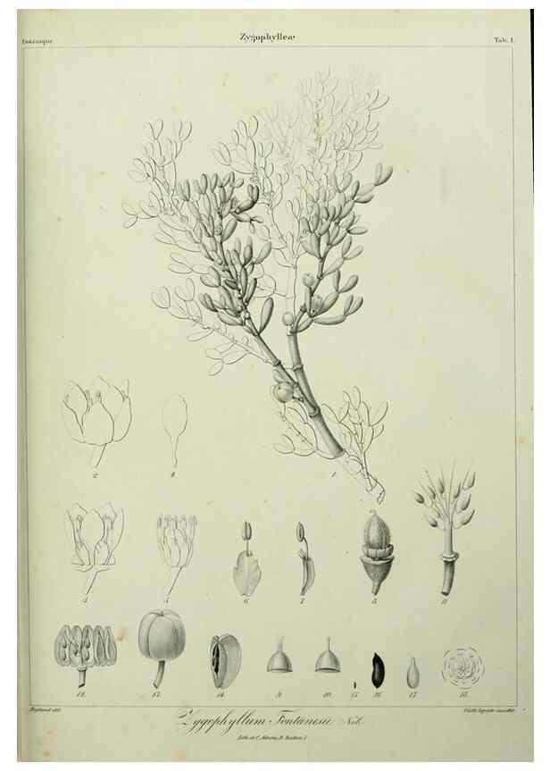 Reproducción/Reproduction 7408878678: Phytographia canariensis /. Paris :Béthune,1836-1850.