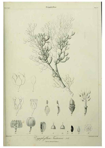Reproducción/Reproduction 7408878678: Phytographia canariensis /. Paris :Béthune,1836-1850.