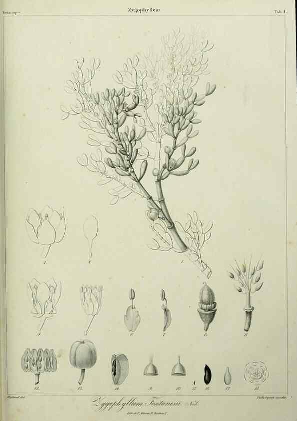 Reproducción/Reproduction 7408878678: Phytographia canariensis /. Paris :Béthune,1836-1850.