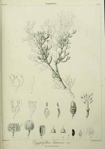 Reproducción/Reproduction 7408878678: Phytographia canariensis /. Paris :Béthune,1836-1850.