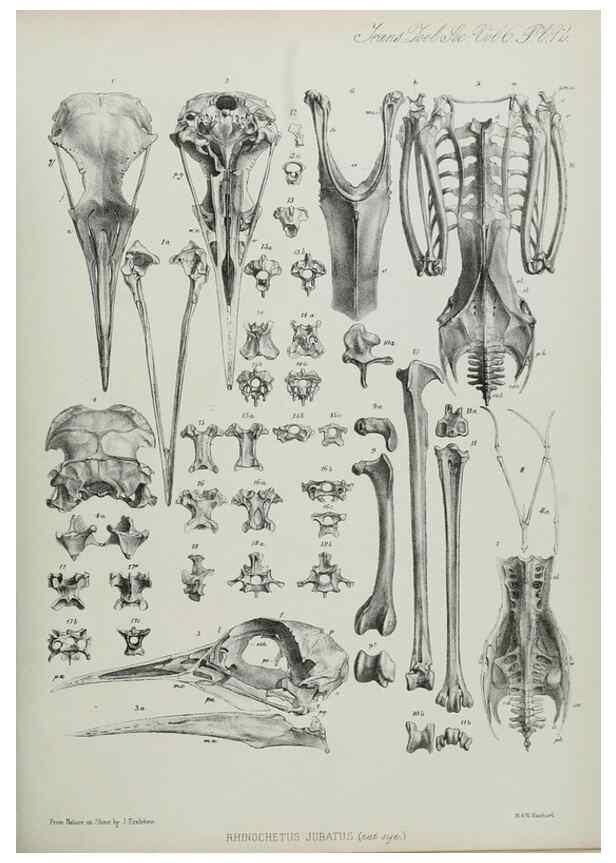 Reproducción/Reproduction 7408604784: Transactions of the Zoological Society of London.. [London] :Published for the Zoological Society of London by Academic Press