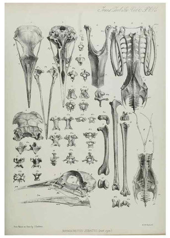 Reproducción/Reproduction 7408604784: Transactions of the Zoological Society of London.. [London] :Published for the Zoological Society of London by Academic Press