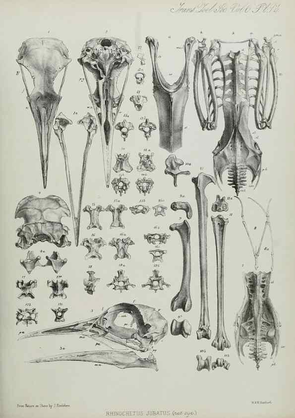 Reproducción/Reproduction 7408604784: Transactions of the Zoological Society of London.. [London] :Published for the Zoological Society of London by Academic Press