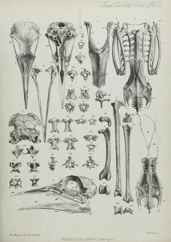 Reproducción/Reproduction 7408604784: Transactions of the Zoological Society of London.. [London] :Published for the Zoological Society of London by Academic Press