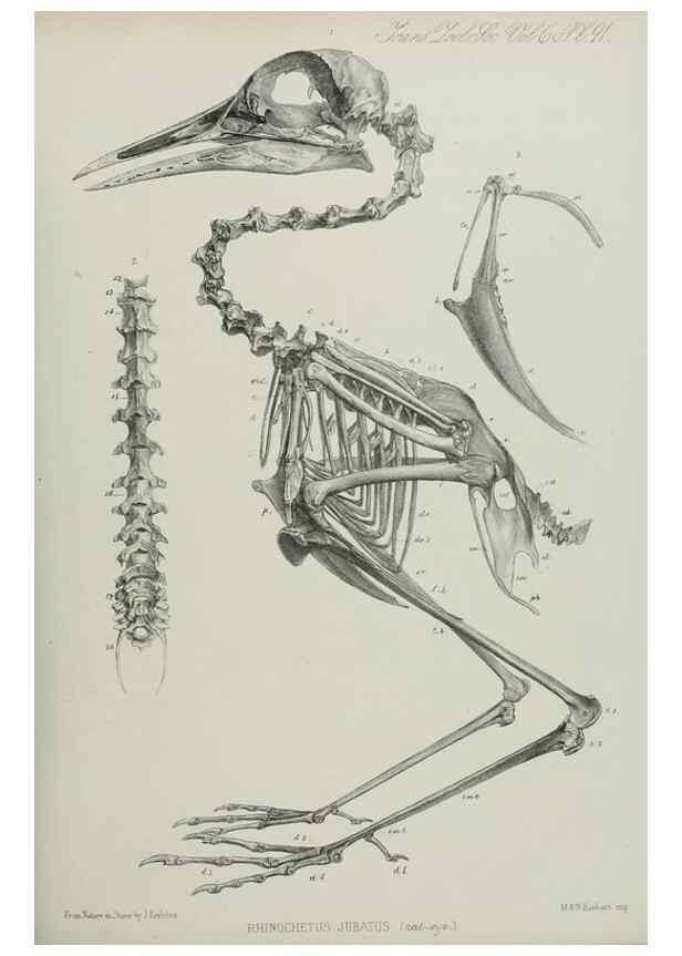 Reproducción/Reproduction 7408602900: Transactions of the Zoological Society of London.. [London] :Published for the Zoological Society of London by Academic Press