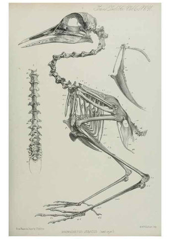 Reproducción/Reproduction 7408602900: Transactions of the Zoological Society of London.. [London] :Published for the Zoological Society of London by Academic Press