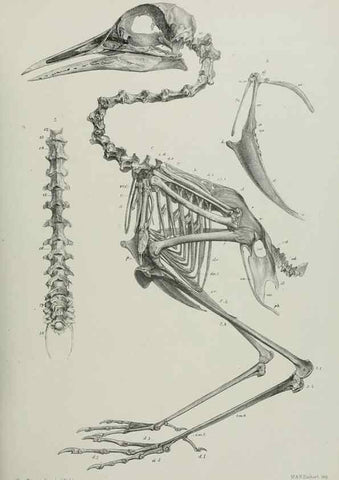 Reproducción/Reproduction 7408602900: Transactions of the Zoological Society of London.. [London] :Published for the Zoological Society of London by Academic Press
