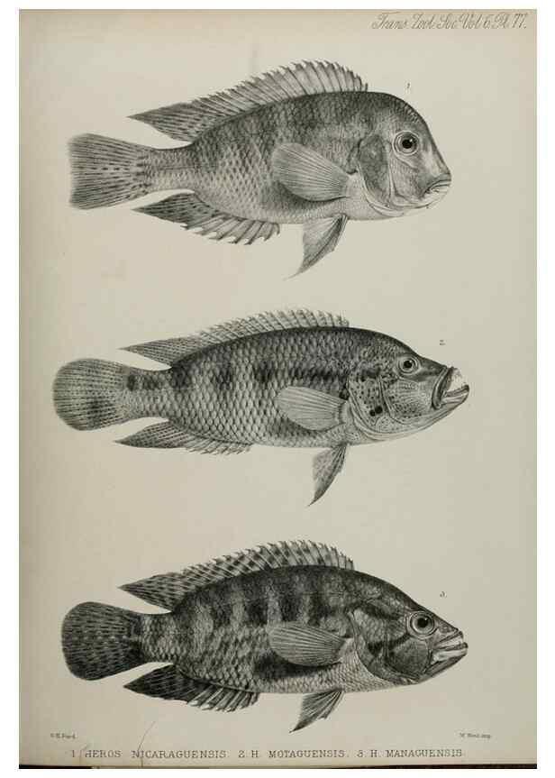 Reproducción/Reproduction 7408579954: Transactions of the Zoological Society of London.. [London] :Published for the Zoological Society of London by Academic Press