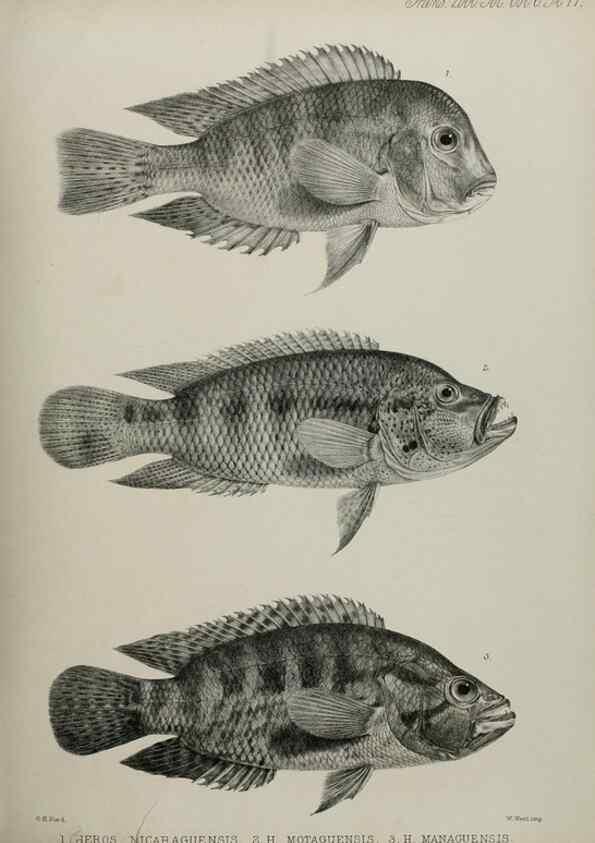 Reproducción/Reproduction 7408579954: Transactions of the Zoological Society of London.. [London] :Published for the Zoological Society of London by Academic Press