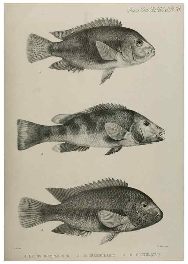 Reproducción/Reproduction 7408582132: Transactions of the Zoological Society of London.. [London] :Published for the Zoological Society of London by Academic Press