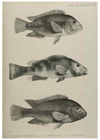 Reproducción/Reproduction 7408582132: Transactions of the Zoological Society of London.. [London] :Published for the Zoological Society of London by Academic Press