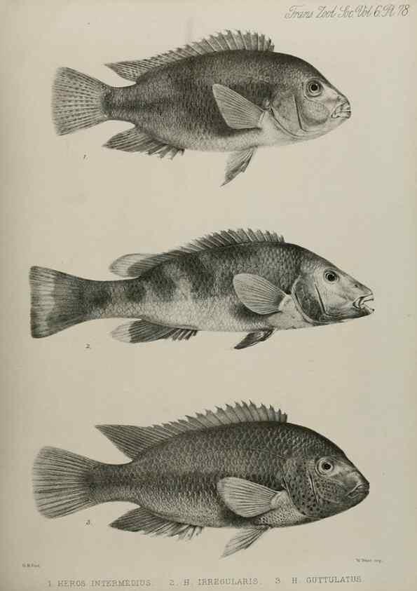 Reproducción/Reproduction 7408582132: Transactions of the Zoological Society of London.. [London] :Published for the Zoological Society of London by Academic Press