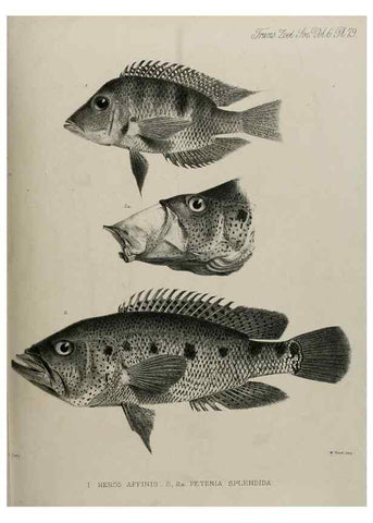 Reproducción/Reproduction 7408583878: Transactions of the Zoological Society of London.. [London] :Published for the Zoological Society of London by Academic Press