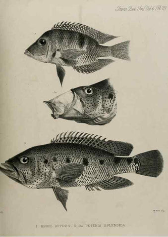 Reproducción/Reproduction 7408583878: Transactions of the Zoological Society of London.. [London] :Published for the Zoological Society of London by Academic Press