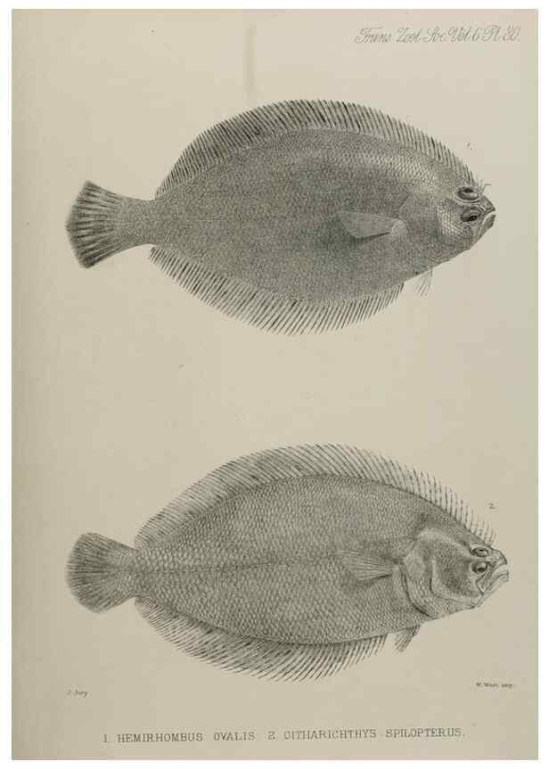 Reproducción/Reproduction 7408585808: Transactions of the Zoological Society of London.. [London] :Published for the Zoological Society of London by Academic Press