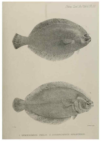Reproducción/Reproduction 7408585808: Transactions of the Zoological Society of London.. [London] :Published for the Zoological Society of London by Academic Press