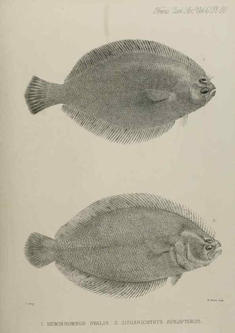 Reproducción/Reproduction 7408585808: Transactions of the Zoological Society of London.. [London] :Published for the Zoological Society of London by Academic Press