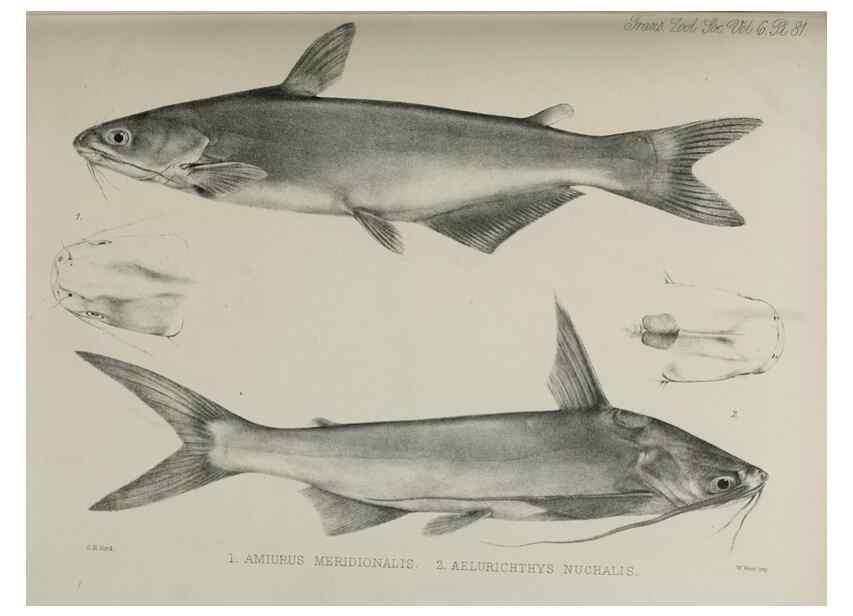 Reproducción/Reproduction 7408587416: Transactions of the Zoological Society of London.. [London] :Published for the Zoological Society of London by Academic Press