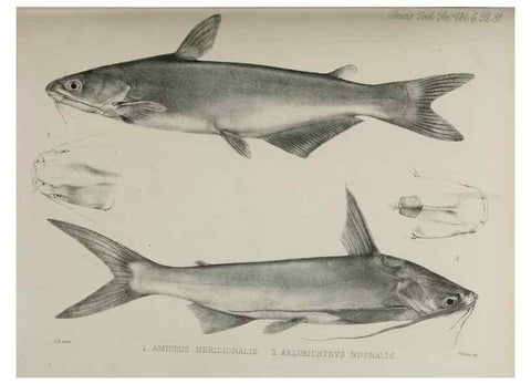 Reproducción/Reproduction 7408587416: Transactions of the Zoological Society of London.. [London] :Published for the Zoological Society of London by Academic Press