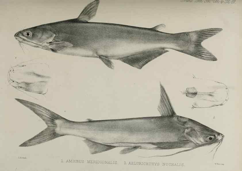 Reproducción/Reproduction 7408587416: Transactions of the Zoological Society of London.. [London] :Published for the Zoological Society of London by Academic Press