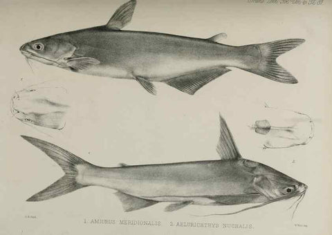 Reproducción/Reproduction 7408587416: Transactions of the Zoological Society of London.. [London] :Published for the Zoological Society of London by Academic Press