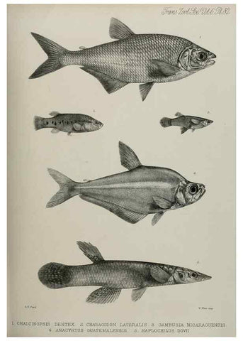 Reproducción/Reproduction 7408589404: Transactions of the Zoological Society of London.. [London] :Published for the Zoological Society of London by Academic Press