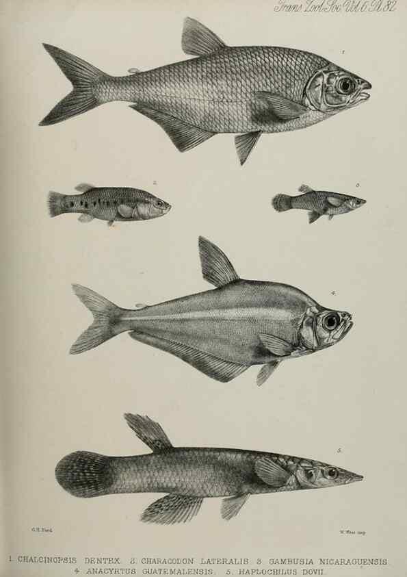 Reproducción/Reproduction 7408589404: Transactions of the Zoological Society of London.. [London] :Published for the Zoological Society of London by Academic Press