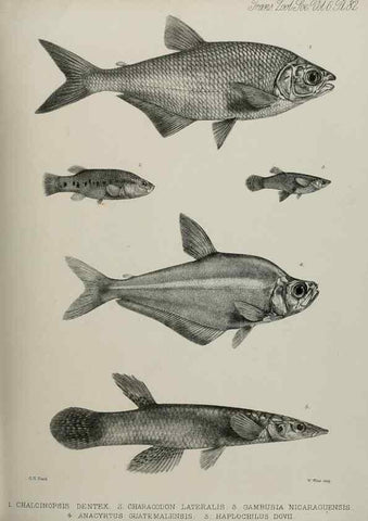 Reproducción/Reproduction 7408589404: Transactions of the Zoological Society of London.. [London] :Published for the Zoological Society of London by Academic Press