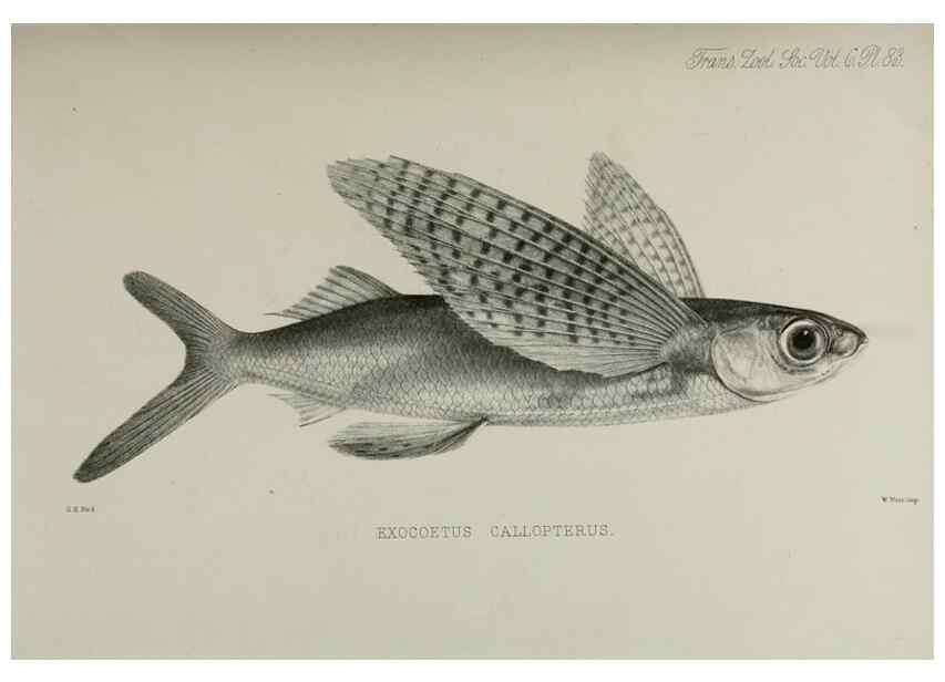 Reproducción/Reproduction 7408591068: Transactions of the Zoological Society of London.. [London] :Published for the Zoological Society of London by Academic Press