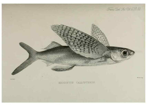 Reproducción/Reproduction 7408591068: Transactions of the Zoological Society of London.. [London] :Published for the Zoological Society of London by Academic Press