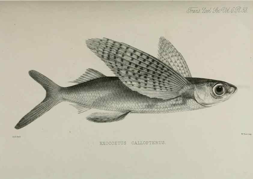 Reproducción/Reproduction 7408591068: Transactions of the Zoological Society of London.. [London] :Published for the Zoological Society of London by Academic Press