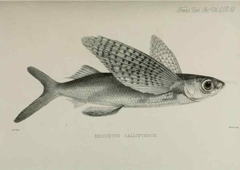 Reproducción/Reproduction 7408591068: Transactions of the Zoological Society of London.. [London] :Published for the Zoological Society of London by Academic Press