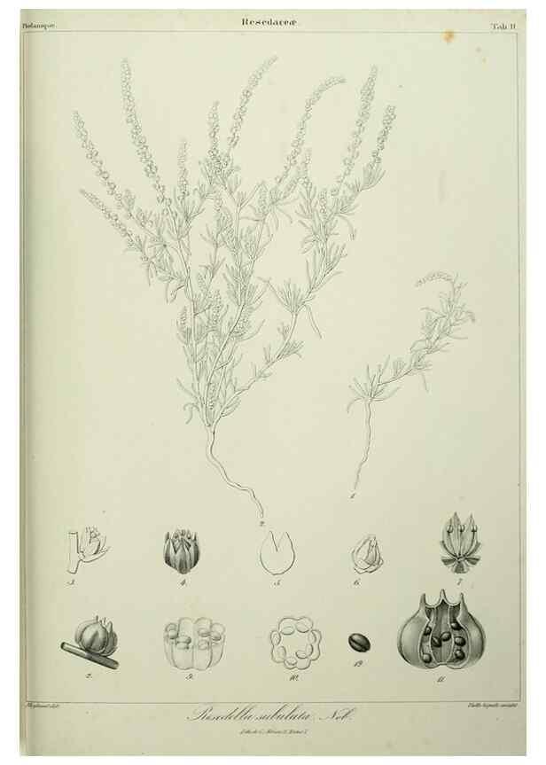 Reproducción/Reproduction 7408897590: Phytographia canariensis /. Paris :Béthune,1836-1850.