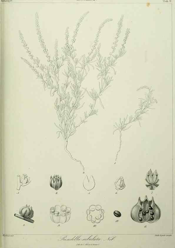 Reproducción/Reproduction 7408897590: Phytographia canariensis /. Paris :Béthune,1836-1850.