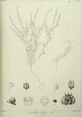 Reproducción/Reproduction 7408897590: Phytographia canariensis /. Paris :Béthune,1836-1850.