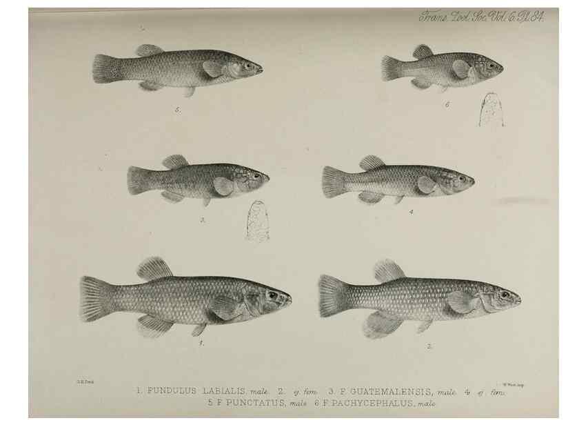 Reproducción/Reproduction 7408591864: Transactions of the Zoological Society of London.. [London] :Published for the Zoological Society of London by Academic Press