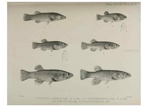 Reproducción/Reproduction 7408591864: Transactions of the Zoological Society of London.. [London] :Published for the Zoological Society of London by Academic Press