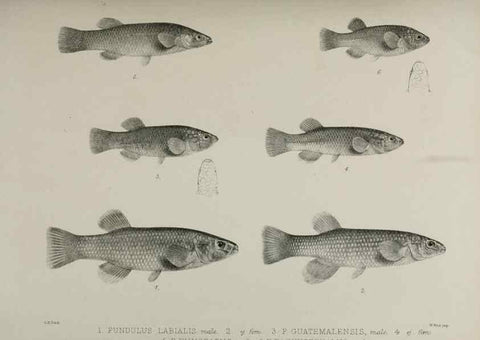 Reproducción/Reproduction 7408591864: Transactions of the Zoological Society of London.. [London] :Published for the Zoological Society of London by Academic Press