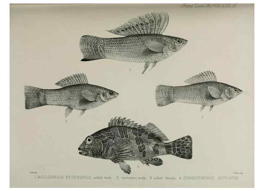 Reproducción/Reproduction 7408594886: Transactions of the Zoological Society of London.. [London] :Published for the Zoological Society of London by Academic Press