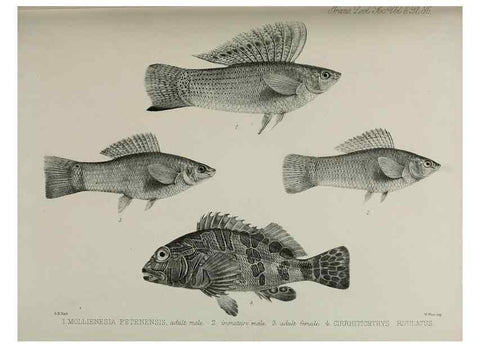 Reproducción/Reproduction 7408594886: Transactions of the Zoological Society of London.. [London] :Published for the Zoological Society of London by Academic Press