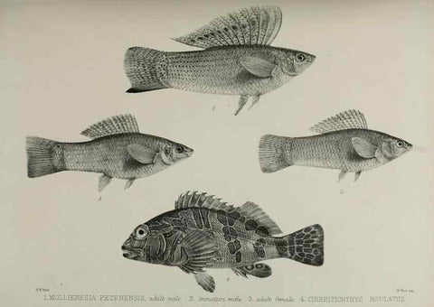 Reproducción/Reproduction 7408594886: Transactions of the Zoological Society of London.. [London] :Published for the Zoological Society of London by Academic Press